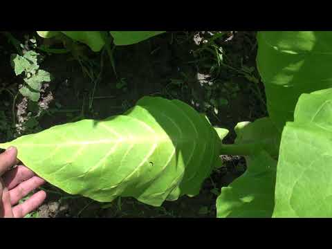 Видео: Крым, дело табак,сорта дюбек ,вирджиния,герцеговина.