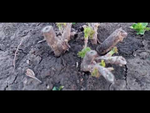 Видео: 694.Весна ещё один рывок, самый трудный .