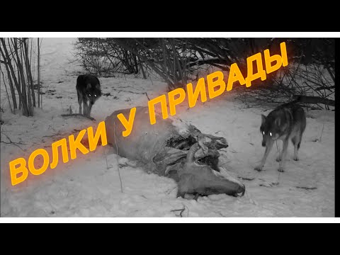 Видео: ОХОТА НА ВОЛКА — Ягнята в опасности