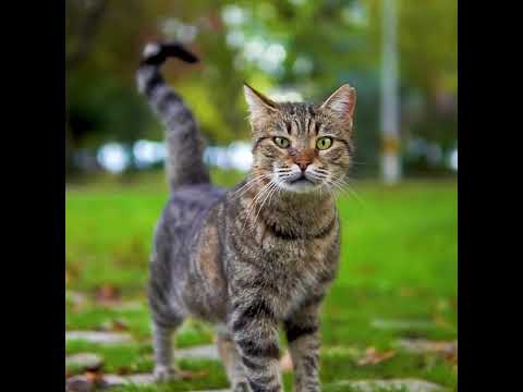 Видео: "Мятежные"