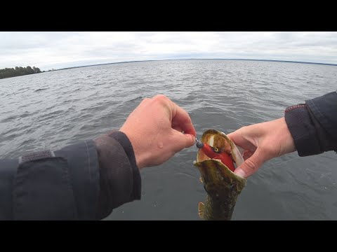Видео: ОСЕННИЙ ЖОР НАЧАЛСЯ! РЫБАЛКА ОСЕНЬЮ! ОЗЕРО НАРОЧЬ!