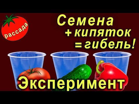 Видео: Семена в … кипяток - вся правда (замачивание семян перед посадкой)