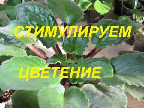 Видео: КАК ПОДГОТОВИТЬ ФИАЛКУ К ЦВЕТЕНИЮ. СТИМУЛЯЦИЯ