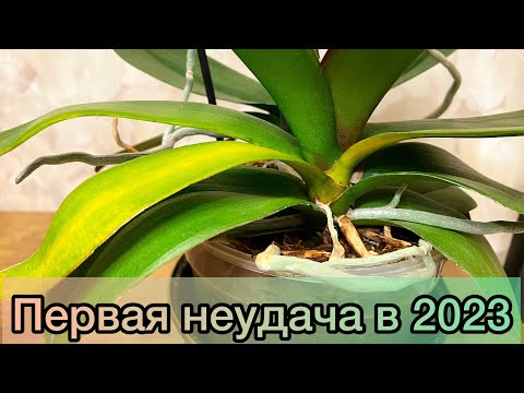 Видео: Неожиданно… Орхидея ГНИЕТ. Придется РЕЗАТЬ ШЕЮ. МЯГКОЕ ПЯТНО