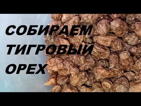 Видео: Чуфа, земляной миндаль и тигровый орех. Выращивание чуфы, сбор, дегустация.