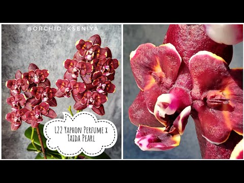 Видео: Phal. L22 Yaphon Perfume x Taida Pearl 🤎 Очередное домашнее цветение темной восковой орхидеи бабочки