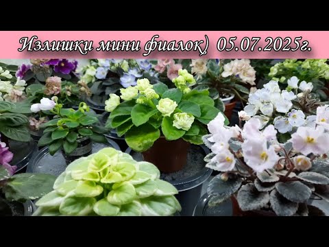 Видео: Онлайн магазин фиалок из Рыбинска🌷 Видео с моего ТГ канала) Для связи ссылки в описании под видео.