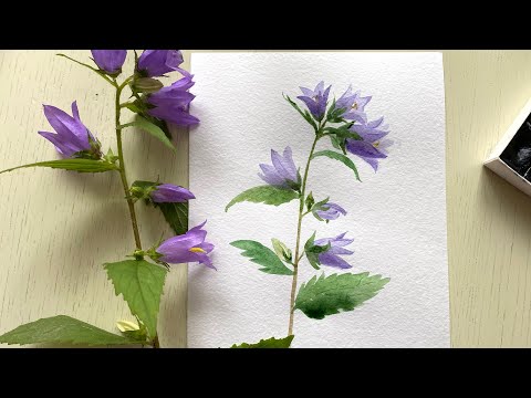 Видео: Колокольчик крапиволистный акварелью. Рисуем полевые цветы с натуры