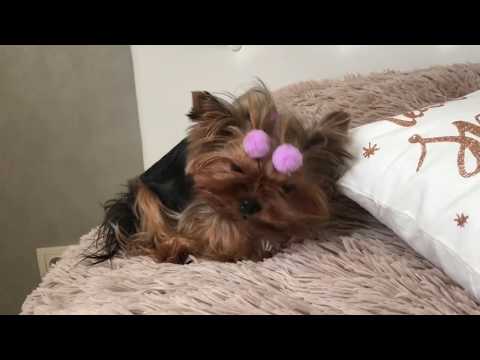 Видео: ДЕНЬ КОСТОЧКИ🐾ШАРЛОТТКЕ ТРИ ГОДИКА🎊🎉🎂 День рождение моей собаки🐶