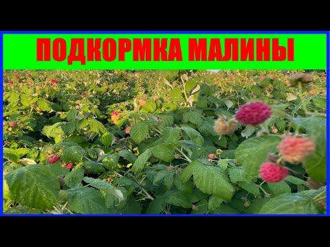 Видео: ПОДКОРМКИ МАЛИНЫ || чем подкормить малину || подкормка малины КРУПНЫЙ УРОЖАЙ #малина #выращивание