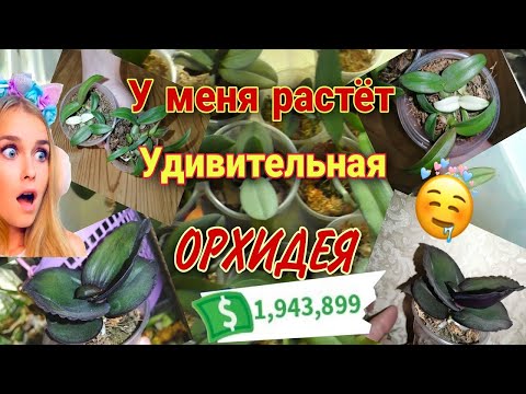 Видео: 💤Орхидей с три короба🥰  Сеянцам из фласки 11 месяцев📅