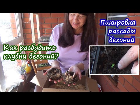 Видео: Как разбудить и посадить клубни бегоний после зимы? Как распикировать мелкую рассаду бегоний?