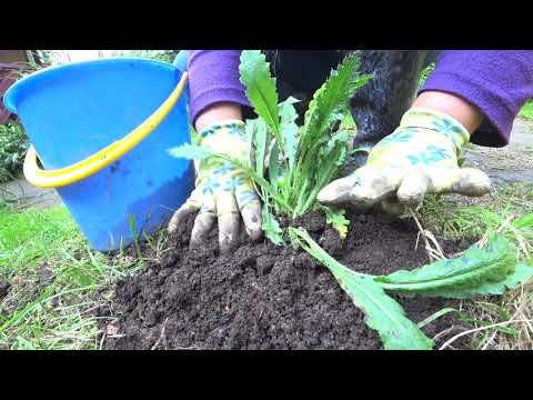 Видео: МАК ВОСТОЧНЫЙ. КАК ПОСАДИТЬ МАК?