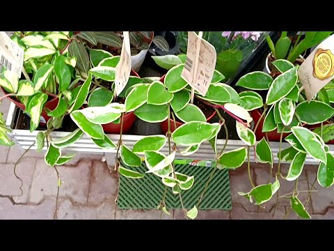 Видео: 🍃Оби🍃Цветочки🍃