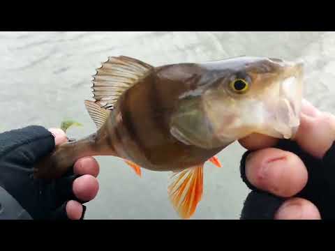 Видео: Ловим рыбу с Crazy fish nano one se до 2.5 грамм.