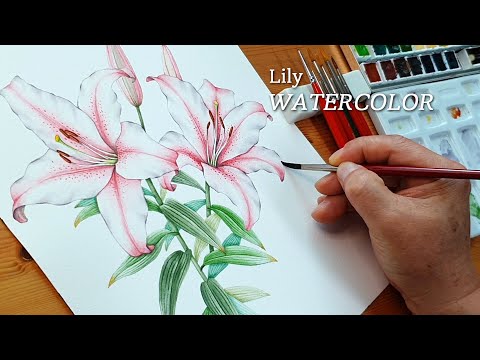 Видео: Рисовать лилии/акварель
