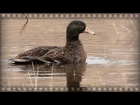 Видео: Как выбрать правильную подсадную утку и вернуться с охоты с трофеями.