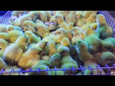 Видео: Шикарное вылупление перепелов!!! И мой рабочий день в празники👍👍👍