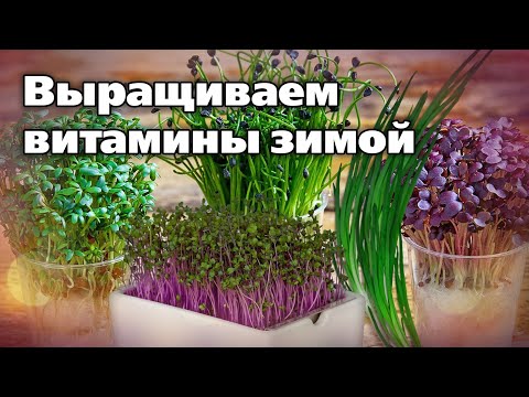 Видео: Огород на подоконнике. Что посадить, как выращивать