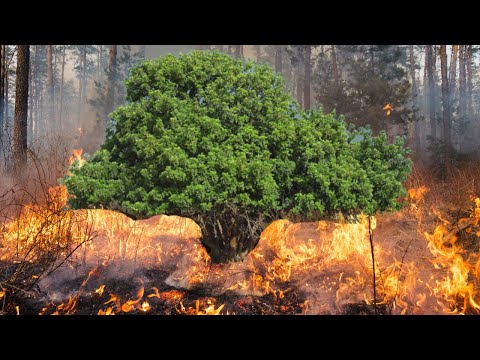 Видео: Секрет рожкового дерева знают немногие