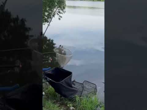 Видео: Ловим леща.Как поймать хитрую рубы #fishing #feeder #рыбалка