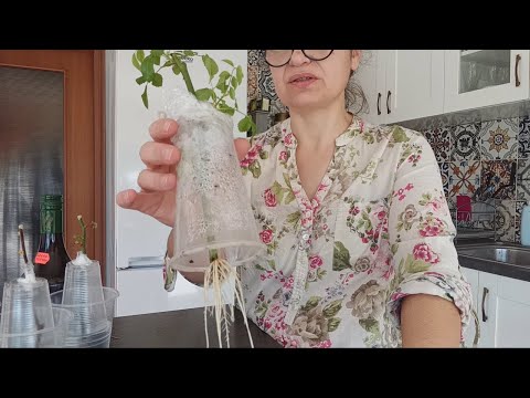 Видео: Вкореняване на рози от резници – лесен и бърз начин