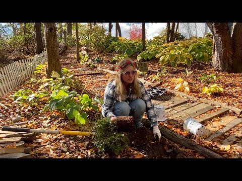 Видео: Осенние посадки в моём тенистом саду! Папоротник, медуница, хоста и бруннера!