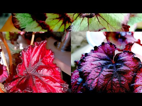 Видео: БЕГОШКИ РАДУЮТ🤗