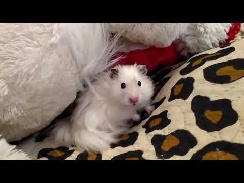 Видео: ОСОБЕННОСТЬ ХОМЯКОВ О КОТОРЫХ ВЫ НЕ ЗНАЛИ