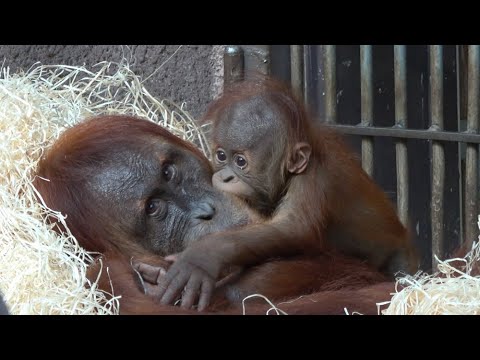 Видео: Маленький орангутан: любовь матери