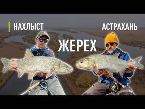 Видео: ЖЕРЕХ, осенняя ловля на стримеры. Снасть для жереха, тактика ловли, лучшие стримеры для осени.