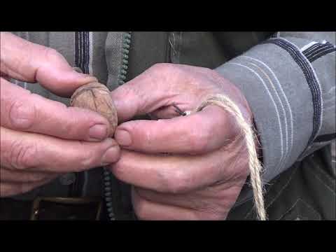 Видео: Посадка плодов полученных в результате грибридизации Чандлера  Октябрь 2020