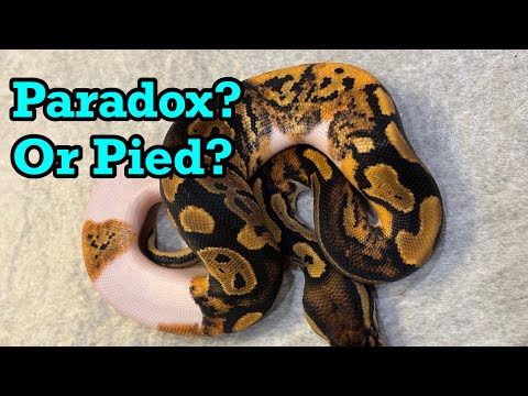 Видео: Это парадокс, пегий и гет?! Новый анализ генов!