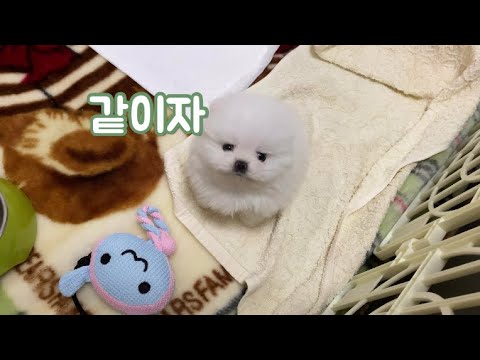 Видео: Маленький щенок, который каждую ночь просит меня спать с ним