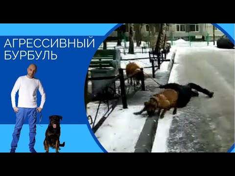 Видео: Агрессивный Бурбуль