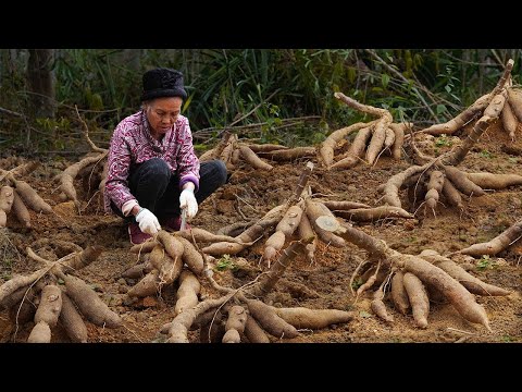 Видео: 100 килограммов маниоки для приготовления различных деликатесов