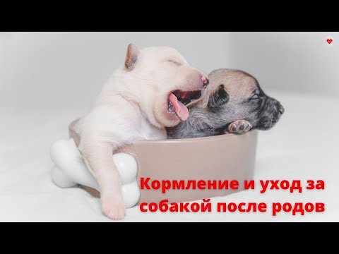 Видео: КОРМЛЕНИЕ И УХОД ЗА СОБАКОЙ ПОСЛЕ РОДОВ