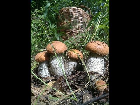 Видео: Подосиновиковый Рай вТимошкино 3