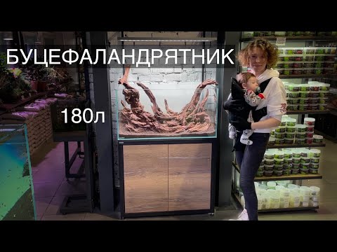 Видео: Аквариум для  БУЦЕФАЛАНДР / Запуск Аквариума 180 л / 1 часть