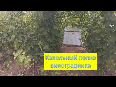 Видео: Наконец сделал КАПЕЛЬНЫЙ ПОЛИВ виноградника