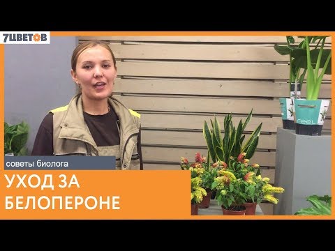 Видео: Как ухаживать за белопероне. Советы биолога компании 7ЦВЕТОВ