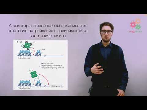 Видео: Перестройки генома. Транспозоны и пластичность генома