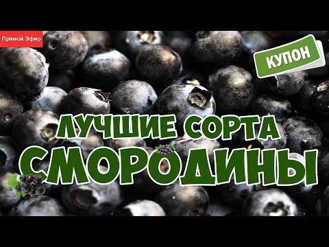 Видео: Лучшие сорта смородины❀Прямой эфир