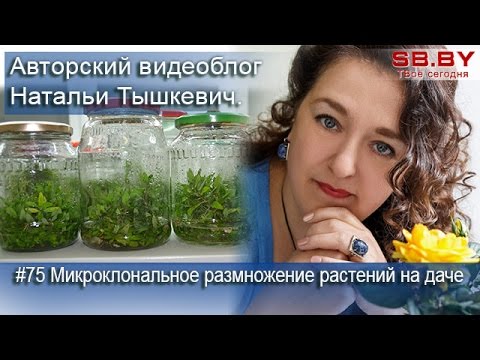 Видео: Микроклональное размножение растений на даче