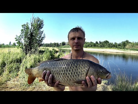 Видео: НЕРЕАЛЬНЫЙ клев САЗАНА на АХТУБЕ!РЫБАЛКА-МЕЧТА!ДЕНЬ РЫБАКА УДАЛСЯ!Ловля сазана на кукурузу 2021