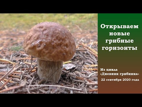 Видео: Открываем новые грибные горизонты! Дневник грибника 22 сентября 2020 года.