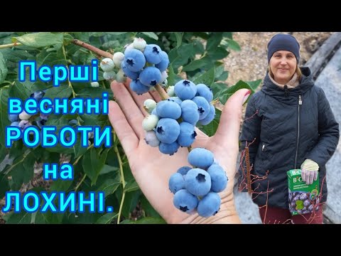 Видео: Догляд за ЛОХИНОЮ Навесні🫐Обрізка,підживлення,обробка#лохина#уходзаголубикой#доглядзалохиноюнавесні