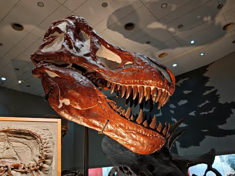 Видео: Путешествие в Японию. Музей естественной истории в Осаке. Часть 13