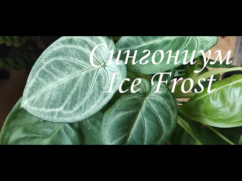 Видео: Сингониум Айс Фрост(Ice Frost) Подробности ухода и содержания