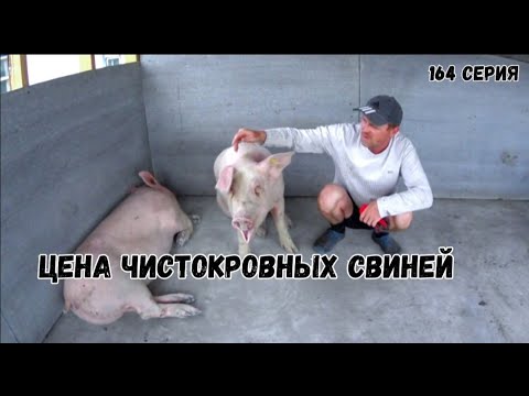 Видео: Сколько стоят чистокровные свиньи породы ландрас ,КБ.И где их купить.Забой.